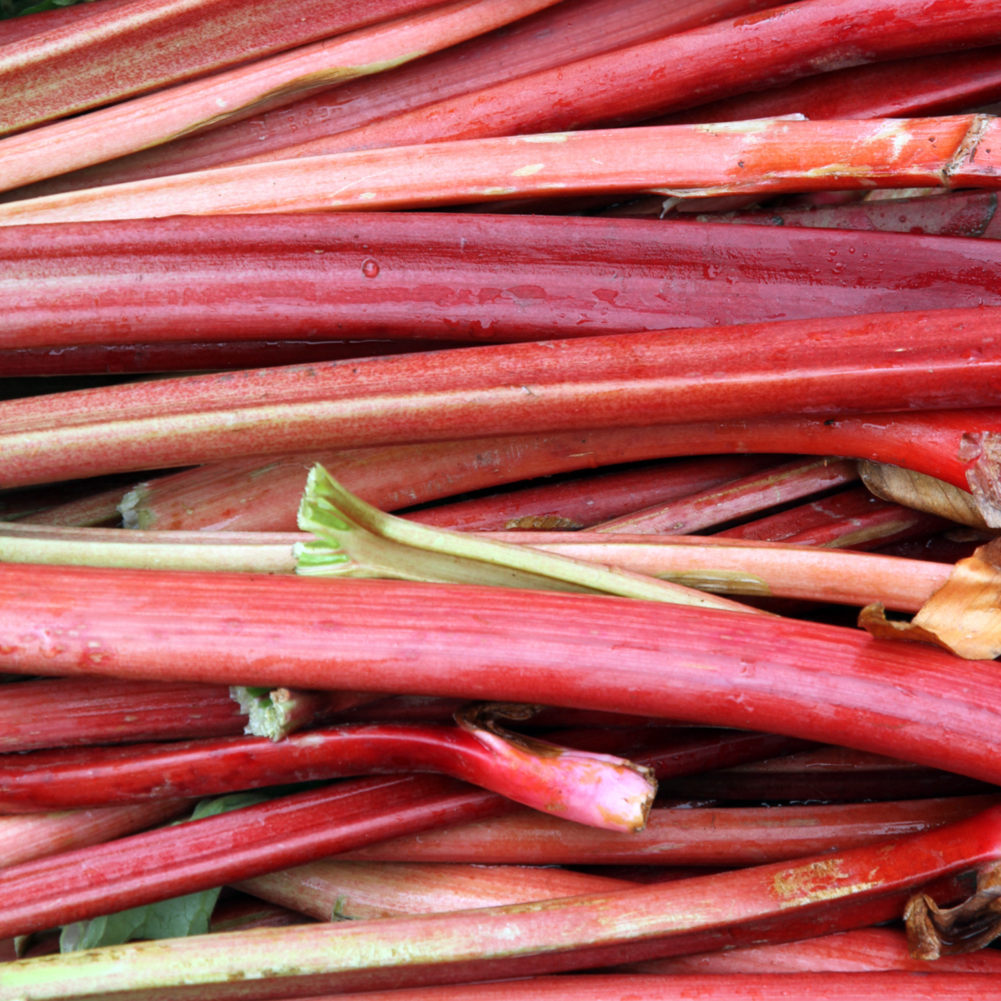 Linen Napkins - Rhubarb | Set of 4