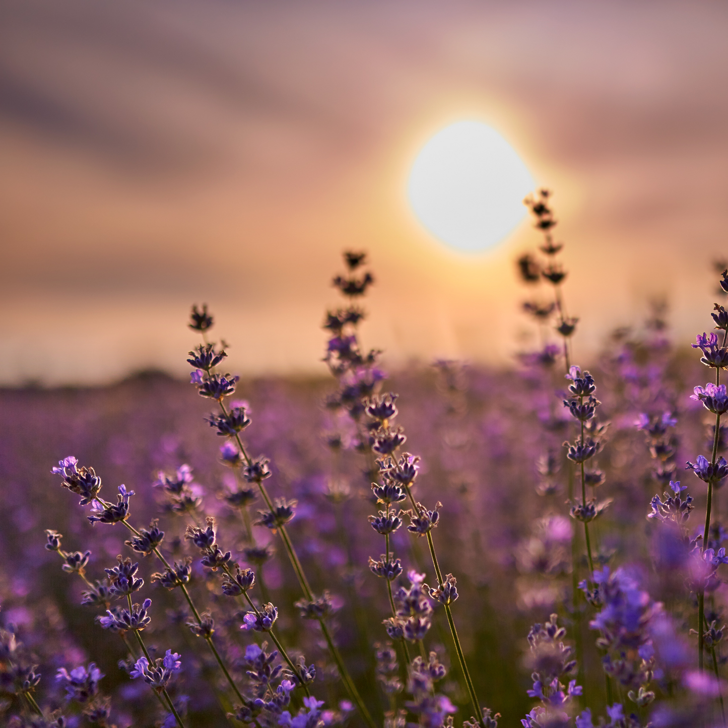 Lavender Sleep Body Oil 100ml