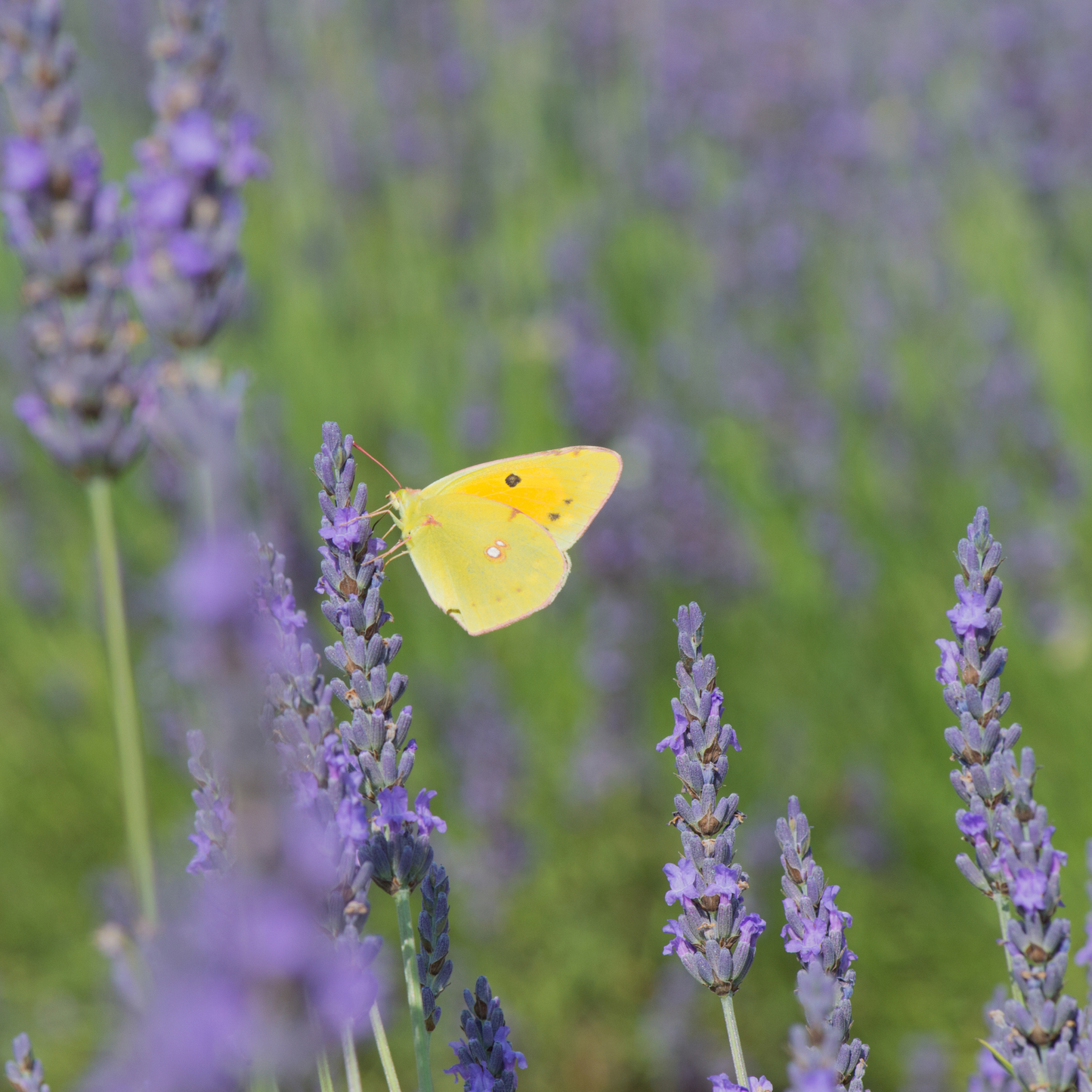 Brimstone Butterfly Soft Toy
