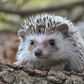 Hedgehog Soft Toy