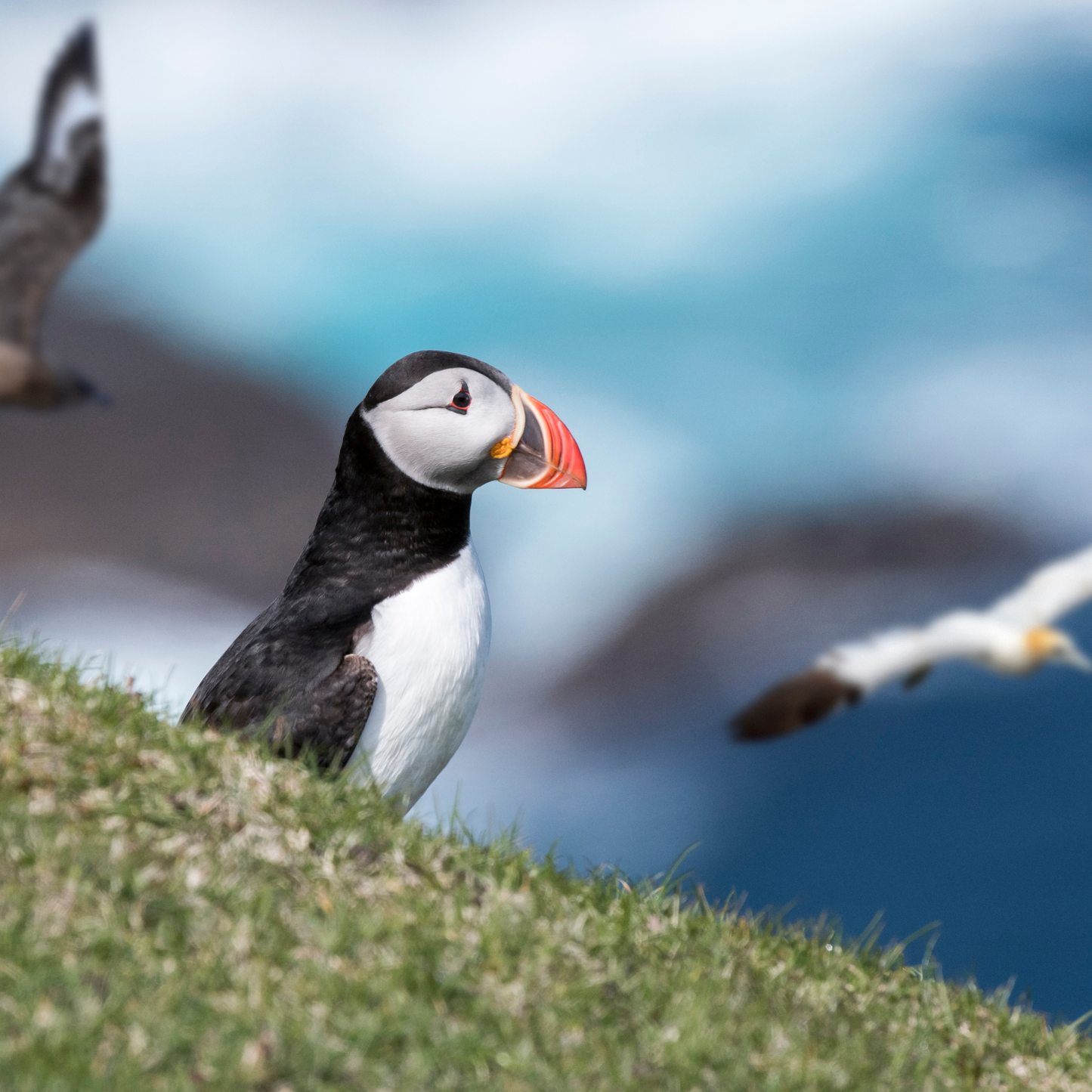 Puffin Soft Toy