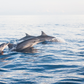 Dolphin Soft Toy